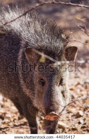 Javelina Clipart