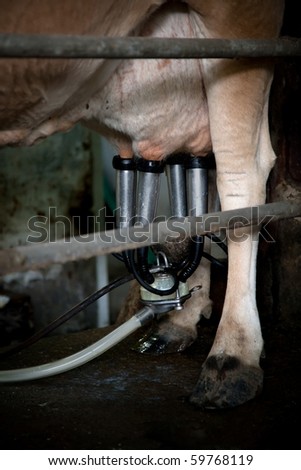 Milking machine drawing from udder on dairy cow in Costa Rica