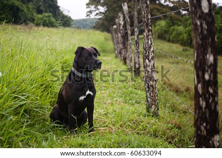 Watchful dog looking through a barbed wire fence