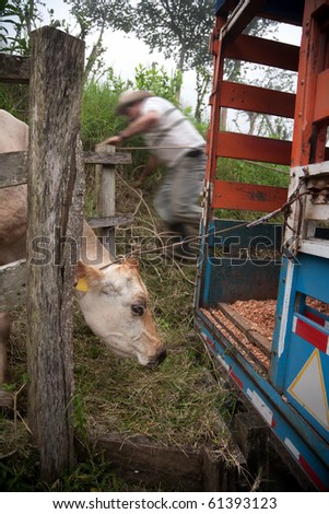 Costa Rican ranch hand putting cow onto panel truck