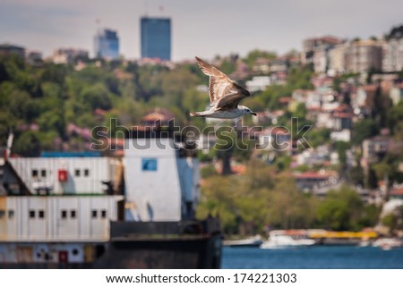 Gull Flying above the Boshporus Strait in Istanbul