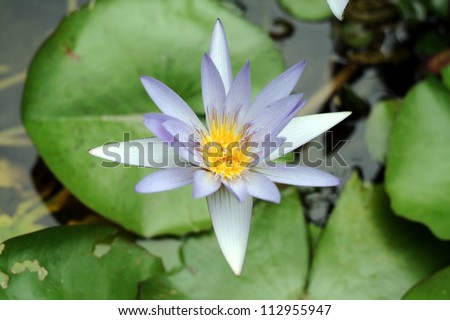 A blue water lily flower in a pond.