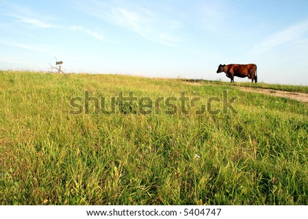 cow feeds in the meadow by the country road, Latvia, Europe