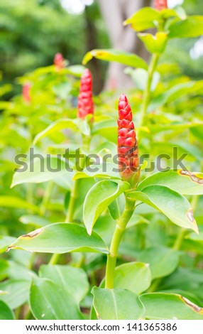 Red Ginger Plant with Green Leaves