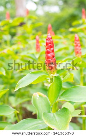 Red Ginger Plant with Green Leaves