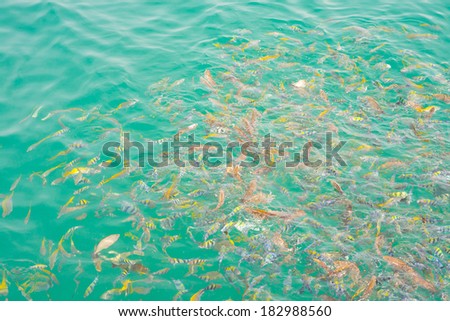 top view of colorful fish in the light green water ripple