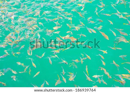top view of colorful fish in the light green water ripple