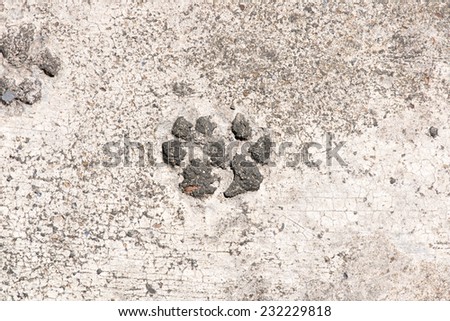 Dog prints on cement floor background