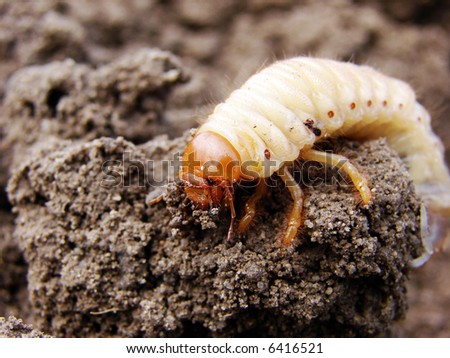 Isolated dirt grub... don\'t even want to touch it.