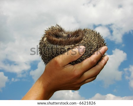 Hedgehog in a hand on a background sky