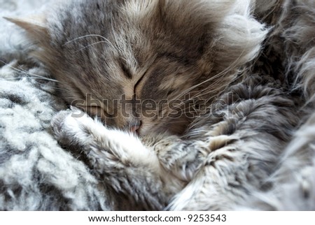 sleeping cat by a large plan