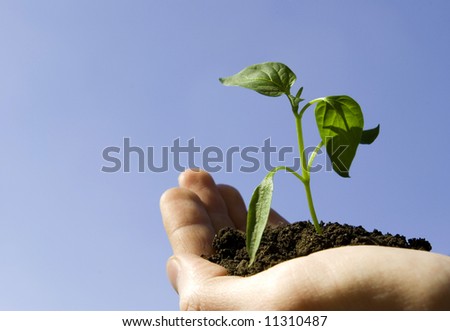 plant in the hand on sky background