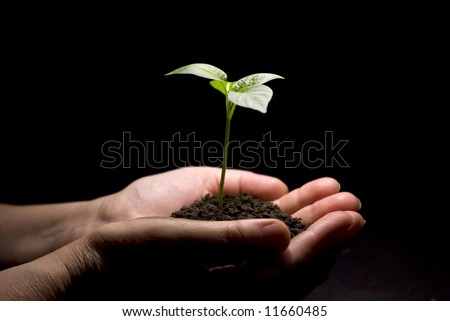 Hands holding sapling in soil