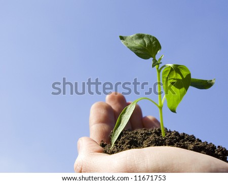 plant in the hand on sky background