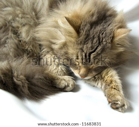 sleeping cat by a large plan