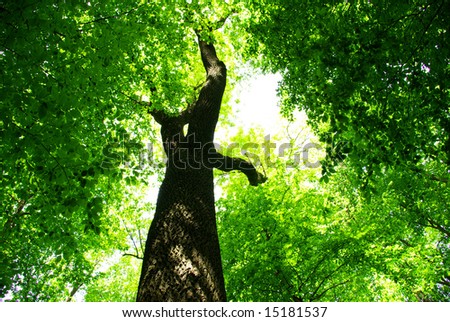 stock photo : green leaves