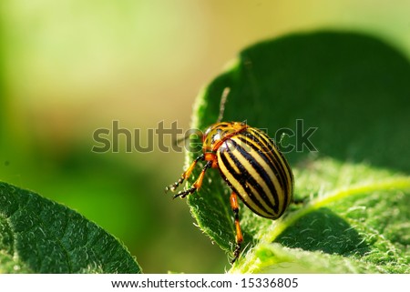 Colorado beetle on potato leaf