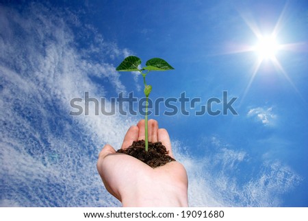 plant in  hand on sky
