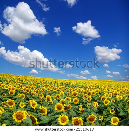 stock images sunflower field