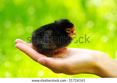 small chicken