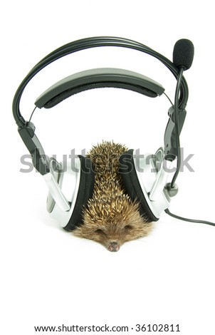 image: stock-photo-hedgehog-in-headphones-isolated-on-a-white-background-36102811