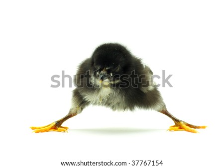 Baby Chicken Images on White Set Of Chickens Isolated On A Find Similar Images