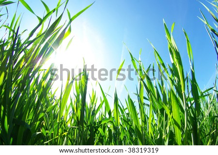 lawn isolated on sky