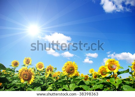 sunflower and blue sky background