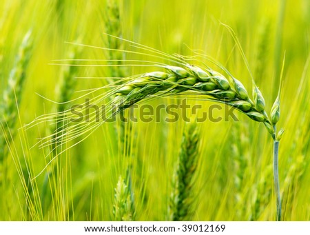Close up shot of a green wheat field at spring