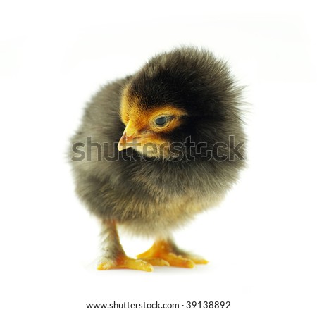 Pictures Baby Chickens on Little Baby Chicken Stock Photo 39138892   Shutterstock