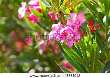 beautiful spring flowers  isolated on green background