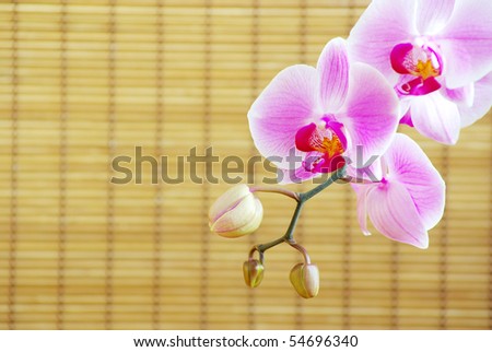 Close up of pink orchids on rattan background.