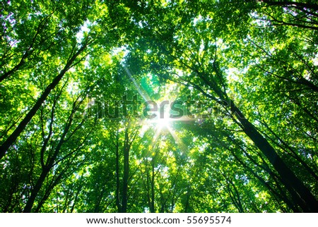 green forest green forest
