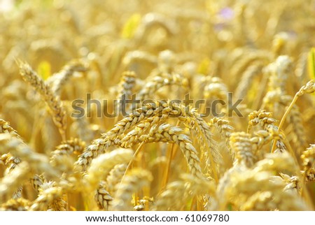 grain ready for harvest growing in a farm field