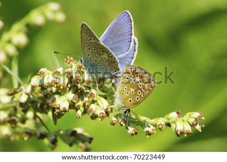 butterfly on the background of fresh morning dew and bu