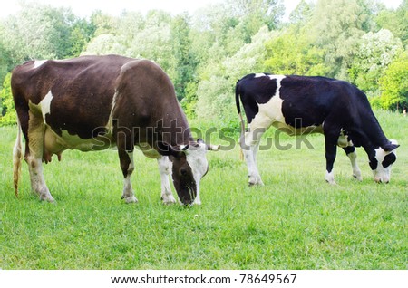 cows on a green meadow