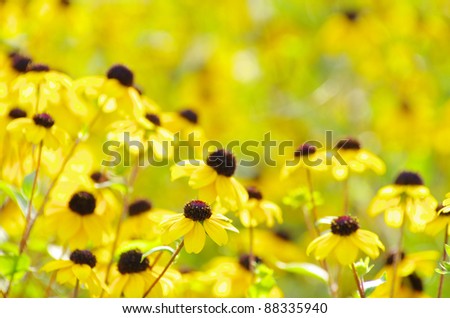 abstract yellow flowers on field