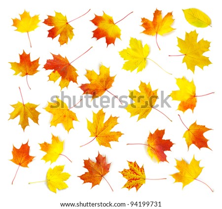 Maples Leaf