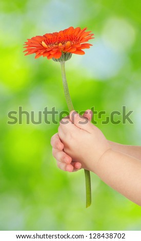 baby hand  holding  flower isolated on green
