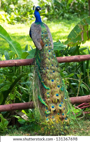 Peacock On A Green Garden