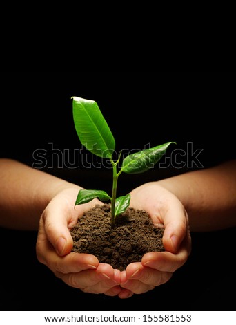 Hands Holdings A Little Green Plant