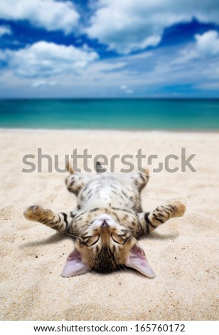 Cat On Beach And Blue Sky