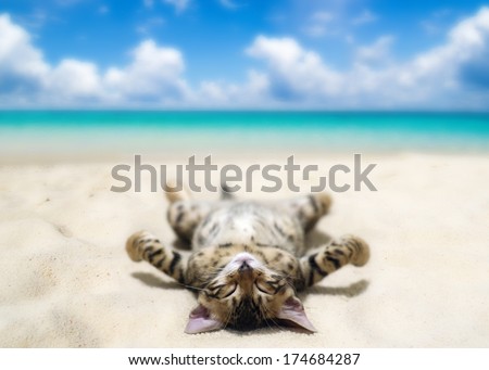Cat On Beach And Blue Sky