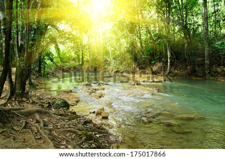 Stream In The Tropical Forest
