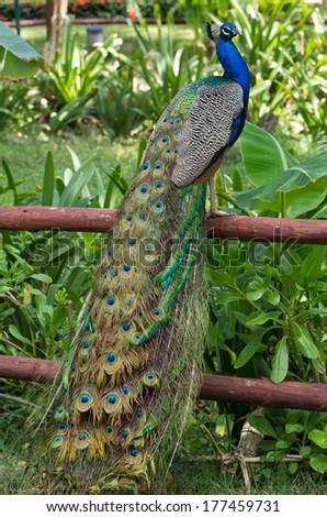 Peacock on a green grass