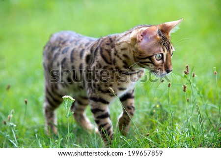 The cat runs on a lawn