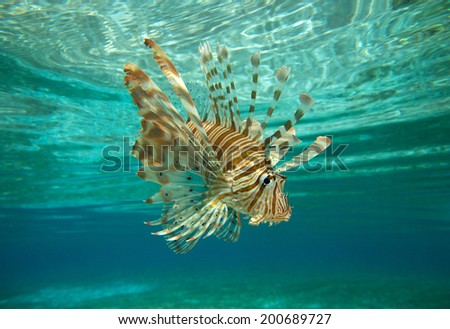 Lion fish swimming under water