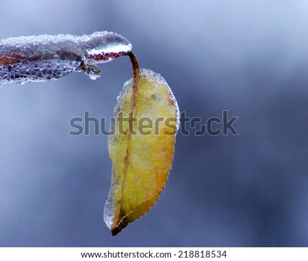 branch with bud under ice