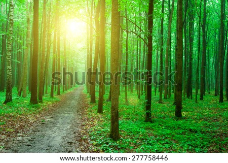 morning sun in the green forest