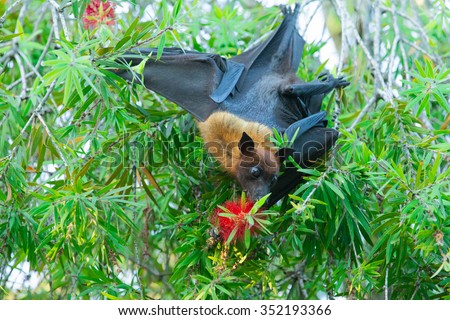 Bat hanging on a tree branch Malayan bat